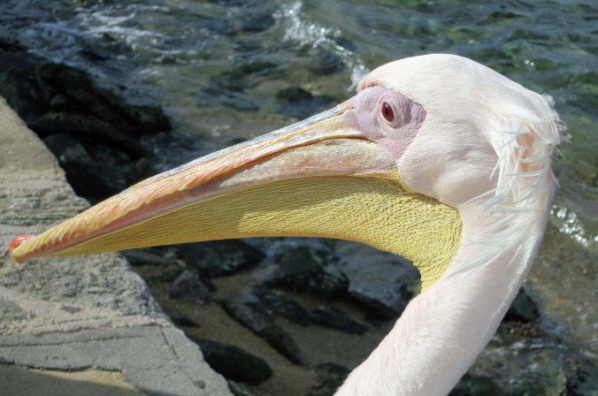 Petra the Pelican of Mykonos. Photo by Curtis Mekemson.