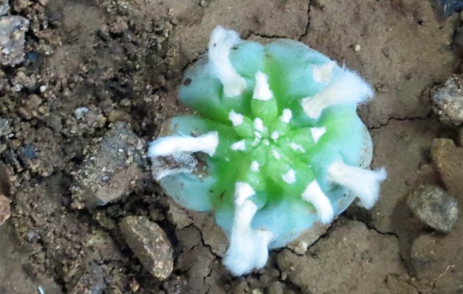 Peyote photo taken by Curtis Mekemson in Mexico.