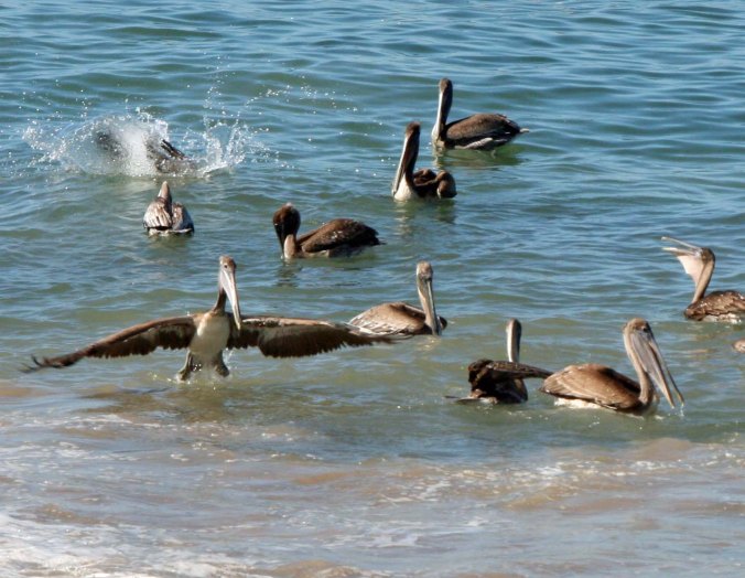 Brown Pelican appears to walk on water in Puerto Vallarta.