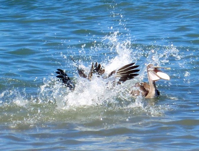Pelican drains water from bill in Puerto Vallarta. Photo by Curtis Mekemson.