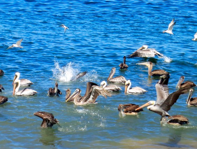 Brown Pelicans demonstrate different aspects of fishing in Banderas Bay, Puerto Vallarta. Photo by Curtis Mekemson.