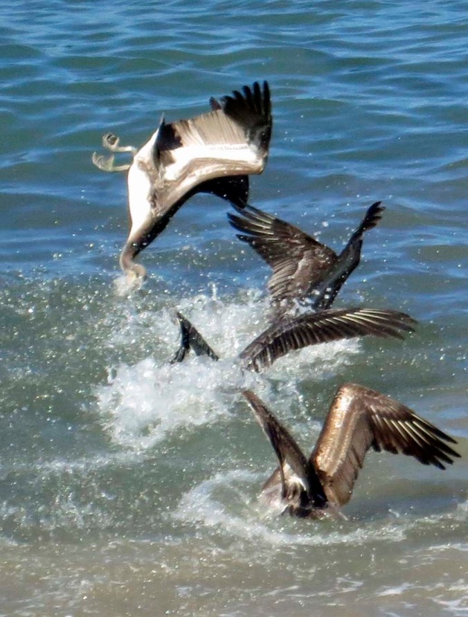 Pelican hist water upside down in Puerto Vallarta. Photo by Curtis Mekemson.