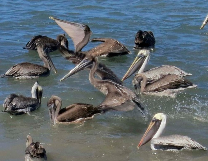 Pelican shows throat pouch in Puerto Vallarta. Photo by Curtis Mekemson.