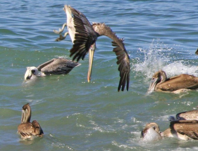 Brown Pelican dives toward the water of Banderas Bay in Puerto Vallarta.