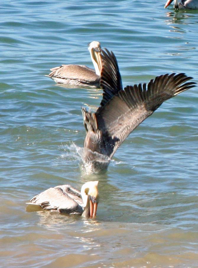 Pelican diving for fish in Puerto Vallarta, Mexico.
