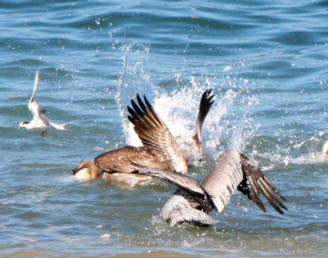 Pelican feeding frenzy in Puerto Vallarta.