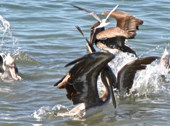 Pelicans feeding in Banderas Bay, Puerto Vallarta Mexico.
