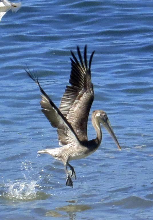 Brown Pelican takes flight off of Banderas Bay in Puerto Vallarta. Photo by Curtis Mekemson.