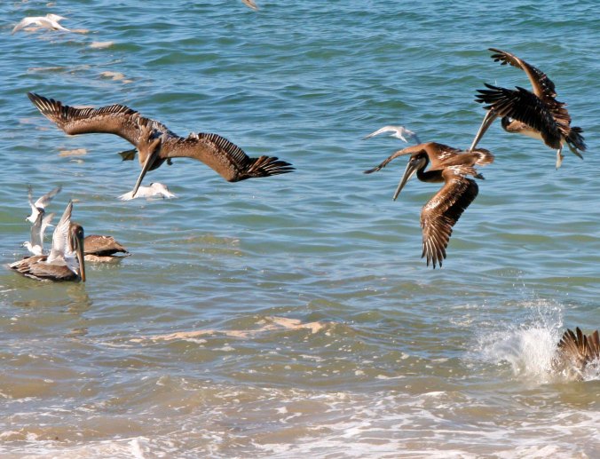 Pelicans prepare to dive in Puerto Vallarta, Mexico.
