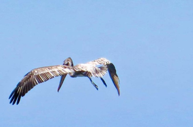 Brown Pelican in Puerto Vallarta hovers above the water in search of fish. Photo by Curtis Mekemson.