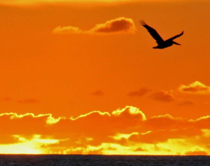 Pelican caught in sunset glow at Puerto Vallarta, Mexico. Photo by Curtis Mekemson.