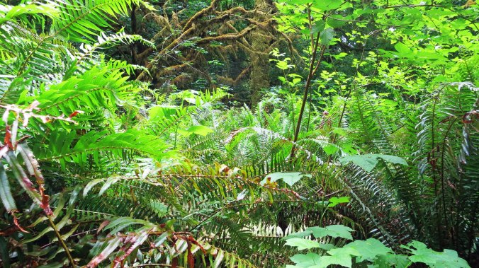Fern growing in Redwoods National Park. Photo by Curtis Mekemson.