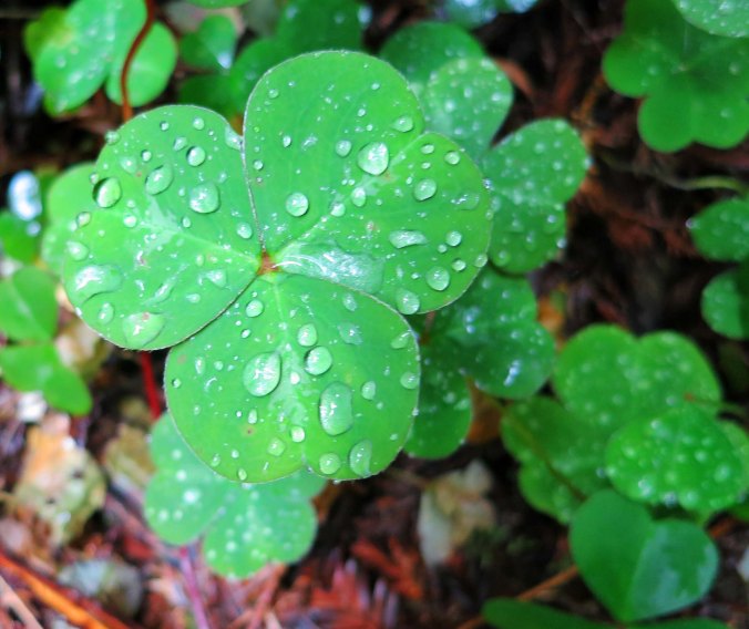Large clover leaf in Redwood National Park. Photo by Curtis Mekemson.