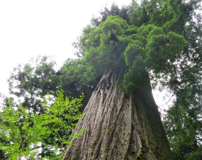 Giant redwood tree at Redwoods National Park. Photo by Curtis Mekemson.