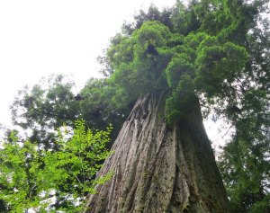 Giant redwood tree at Redwoods National Park. Photo by Curtis Mekemson.