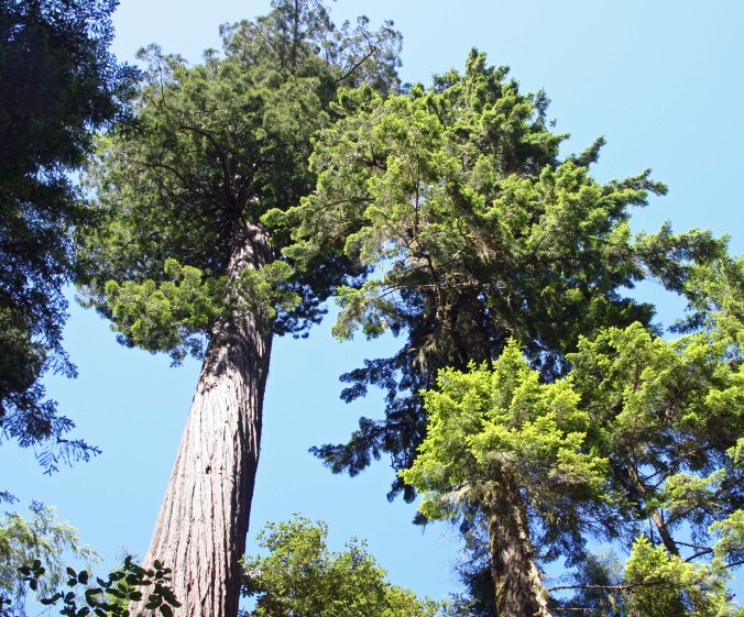 Tops of redwoods at Redwoods National Park. Photo by Curtis Mekemson.