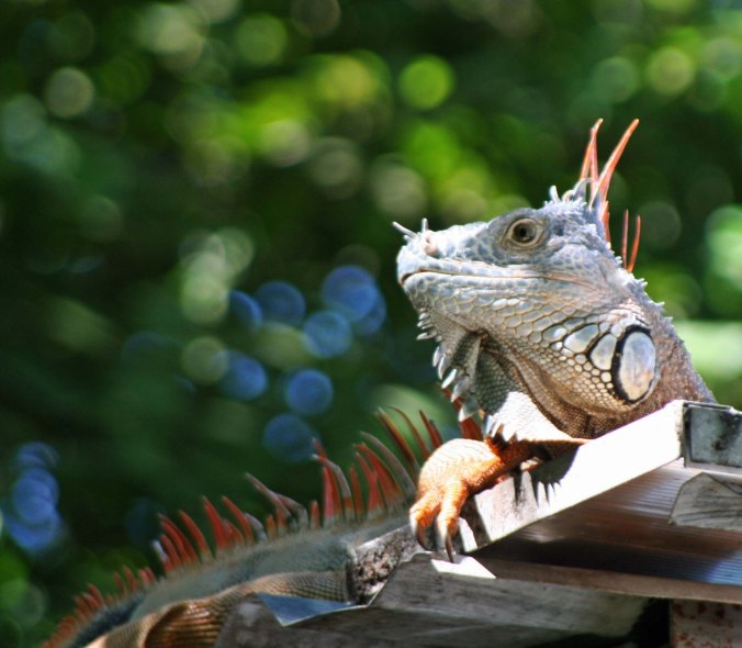 Iguana on roof in Puerto Vallarta. Photo by Curtis Mekemson.