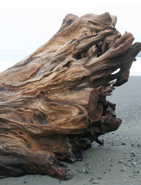 Redwood tree root on Northern California coast. Photo by Curtis Mekemson.