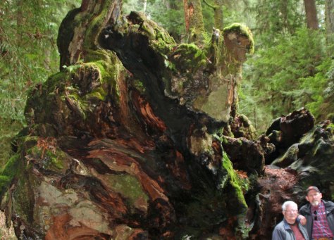 Downed tree root in Redwood National Park.