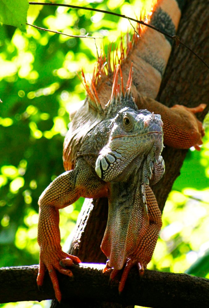 Large dewlap on Puerto Vallarta iguana. Photo by Curtis Mekemson.