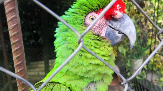 Photo of parrot at San Sebastian coffee plantation by Curtis Mekemson.
