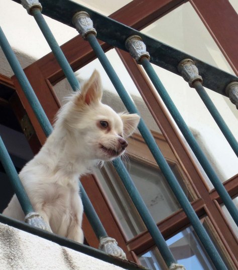 This resident checked us out. Apparently we didn't pass muster. he immediately started barking. I could still here him two blocks away.