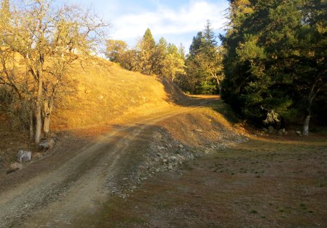 We have now arrived at our front road. Our sunroom is hiding behind the oak tree on the left. Ethan's Hidden trail starts in the trees on the right. I found the skunk about fifteen feet below where I took the photo.