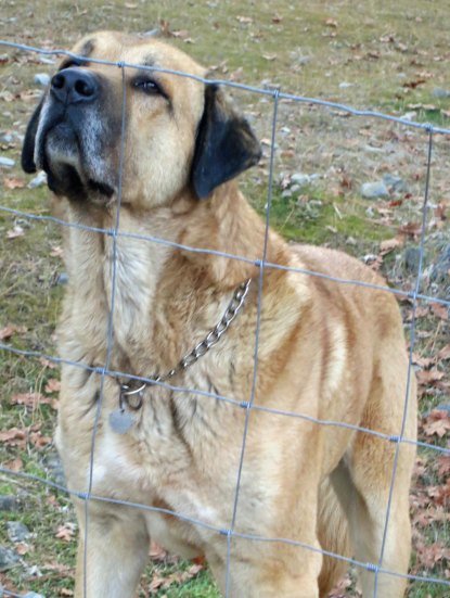 As I head over for Ethan's Trail more neighbor dogs come out to greet. These are A guard dogs and regard everybody but their master with suspicion. I think Griz is finally starting to like me. I've told him waht a good boy he is at least a thousand times.