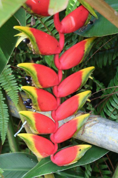 Peggy preferred to photograph flowers that adorn the Hacienda.