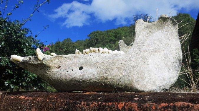 Jawbone of a boar. Photo by Curtis Mekemson.