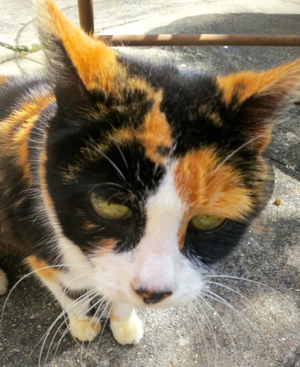 Photo of Hacienda Jalisco cat by Curtis Mekemson.