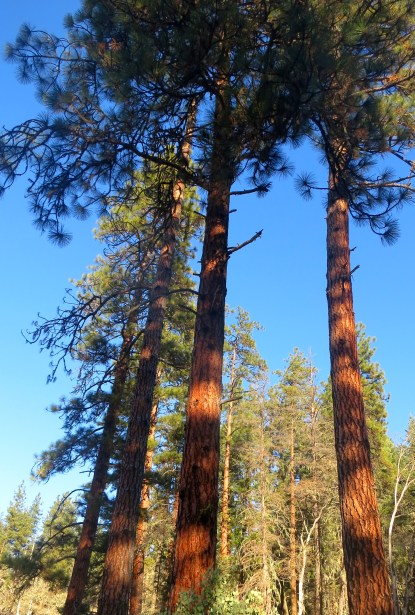 Ponderosa Pines in Applegate Valley, Oregon. Photo by Curtis Mekemson.