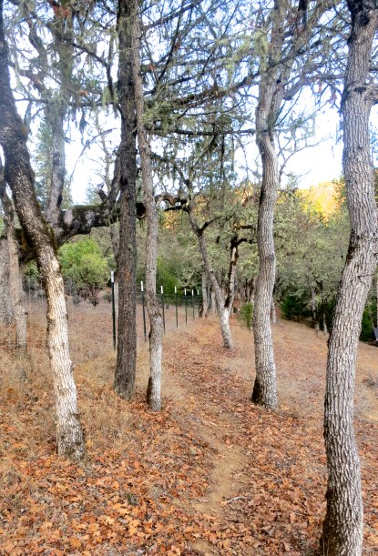 Applegate Valley,Oregon deer trail. Photo by Curtis Mekemson.