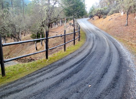Now I am faced with another choice. Do I walk up the neighborhood road past our fence, or do I cut through the woods?