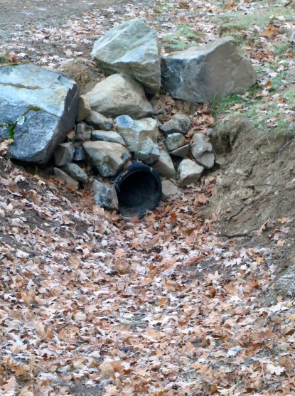 Coming off Cody's Trail, I smelled a skunk. Was our culvert occupied again. Last summer, I had to replace the culvert. My 76-year-old friend Tuffy was removing the last few feet of the old culvert with a backhoe, when the fattest skunk I have ever seen came waddling out and disappeared into the blackberries where the foxes live...