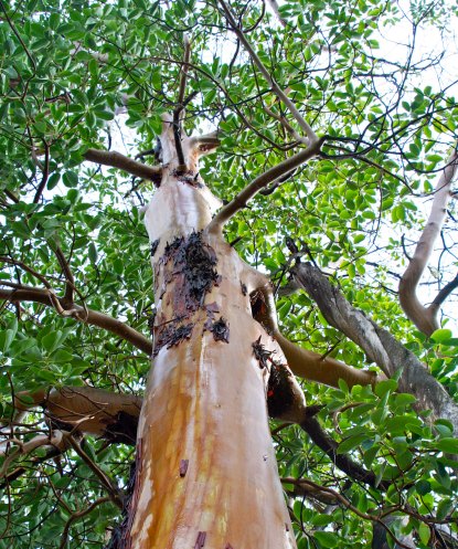 Madrone tree in Southern Oregon. Photo by Curtis Mekemson.