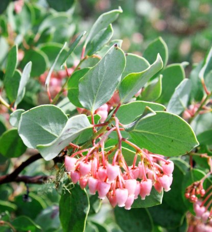 Manzanita Flowers. Photo by Curtis Mekemson.