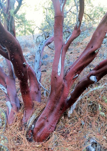 Manzanita growing on Applegate River in Southern Oregon. Photo by Curtis Mekemson.