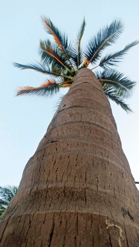 Palm tree view in Puerto Vallarta. (Photo by Curtis Mekemson.)