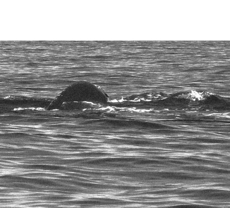 Having spotted her prey, Nessita dives beneath the water, coils unfulring as she goes.