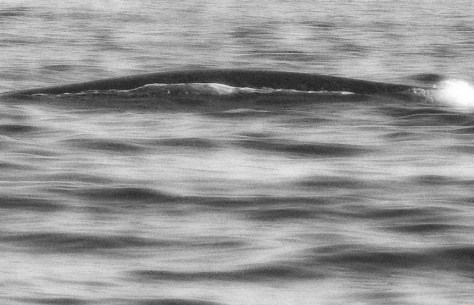 And disappears beneath the waves.