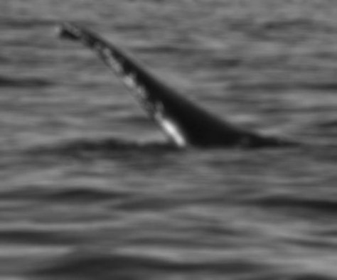 Nessita, Nessie's daughter looks across the Bay of Banderas in search of a fat tourist who as eaten too many tacos.