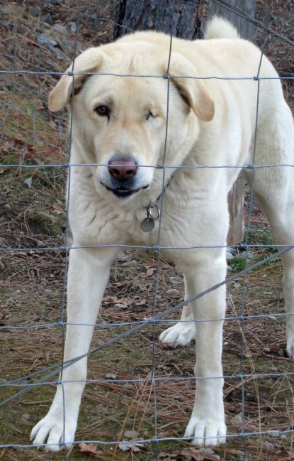 His brother Omni, on the other hand, has that look that says come across the fence so I can eat you. He lost his eye as a puppy.