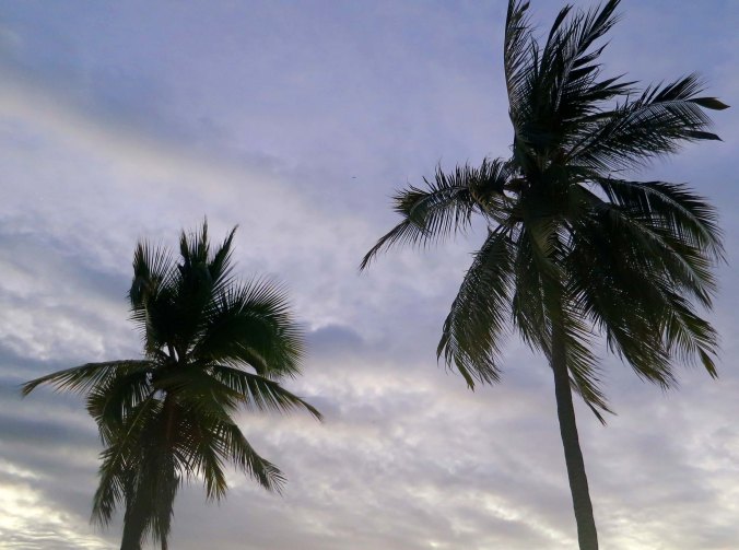 Palm trees outlined against the sky in Puerto Vallarta. Photo by Curtis Mekemson.)