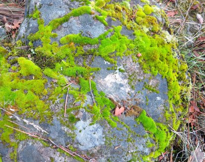 River rock covered in moss on Applegate River in Oregon. Photo by Curtis Mekemson.