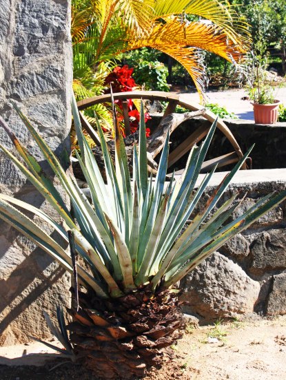 The agave plant, shown here, is the source of tequila. (Photo by Peggy Mekemson.)
