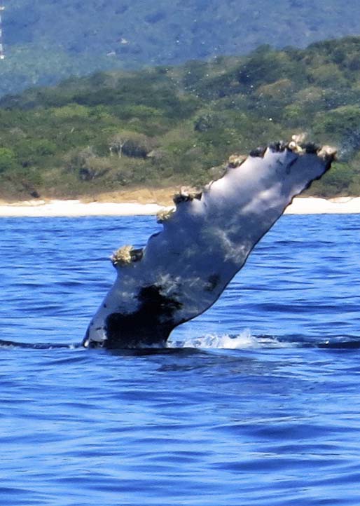 Dorsal fin of humpback whale taken off the coast of Puerto Vallarta. Photo by Curtis Mekemson.
