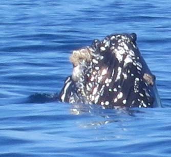 Head of humpback whale in the Bay of Banderas. Photo by Curtis Mekemson.