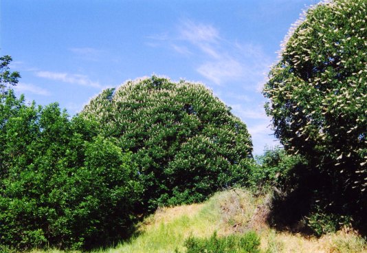 California Buckeye trees along the American River Parkway in Sacramento, California. Photo by Curtis Mekemson.