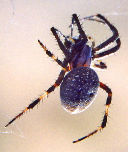 This thumb sized spider lived up on the bridge between the metal railings and competed with the swallows for insects.